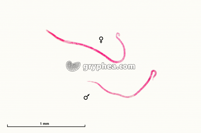 Trichines - Vers parasites - Trichinella spiralis mâle et femelle isolés x12 - gryphea.com